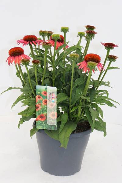 Echinachea Mooodz
