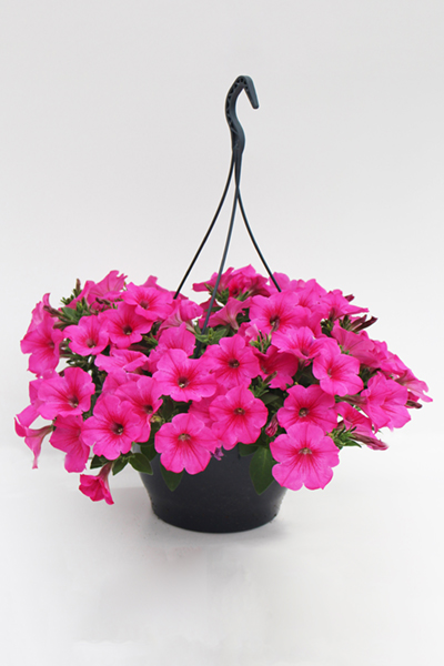 Hanging baskets eenjarigen