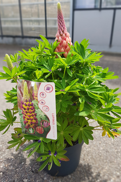 Lupinus-Westcountry